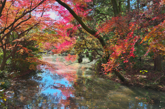 京都府立植物園の鮮やかな紅葉